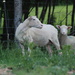  More Sheared  by farmreporter