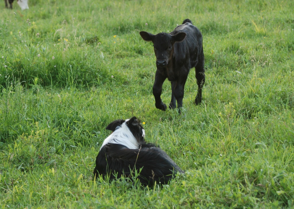 Shadow and the Black Calf by farmreporter