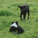 Shadow and the Black Calf by farmreporter