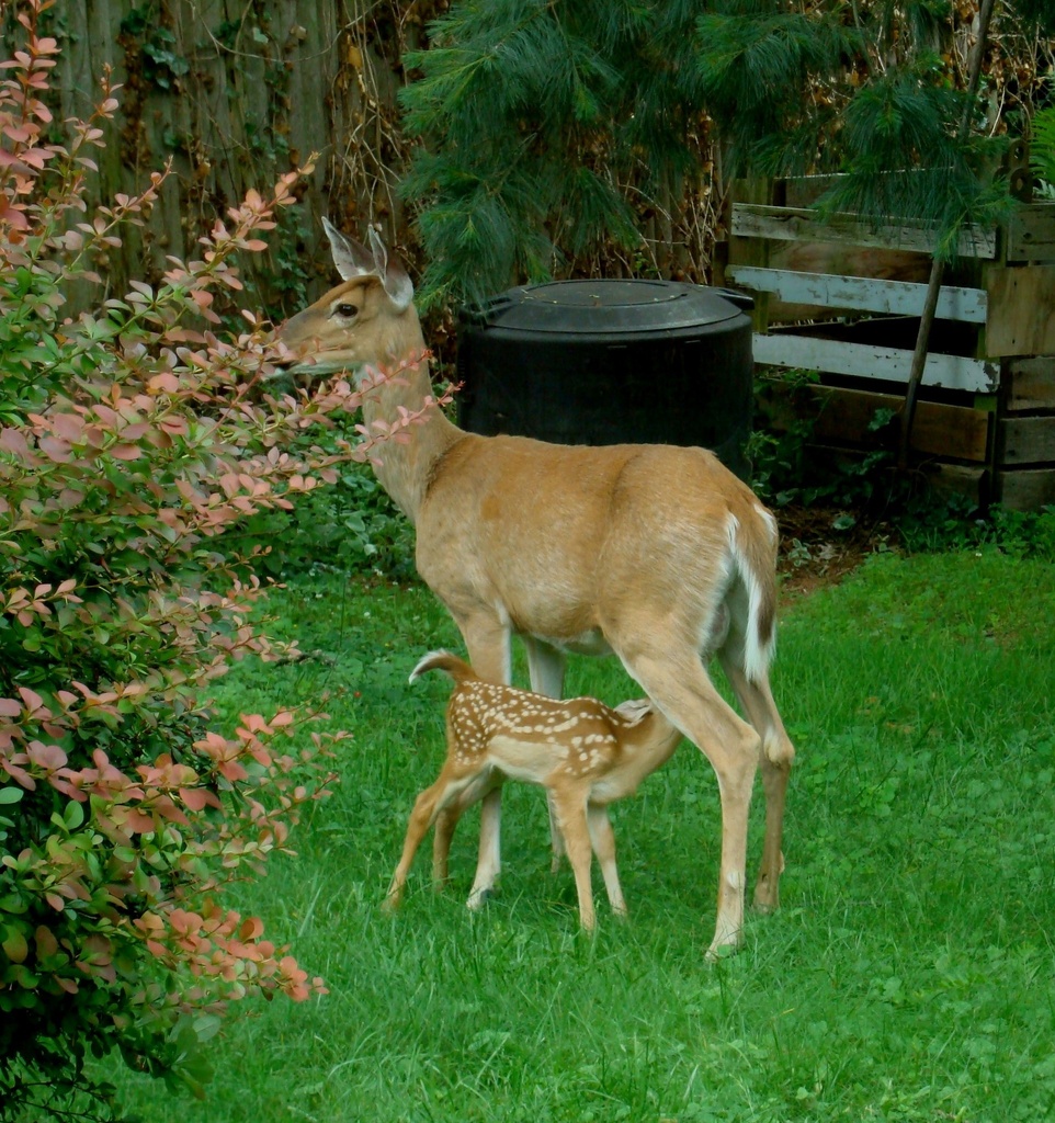 Deer nursing her fawn in my backyard by annepann