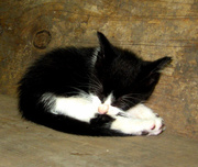 18th Jun 2014 - Sleeping Kitten