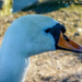 Swan Head by tonygig