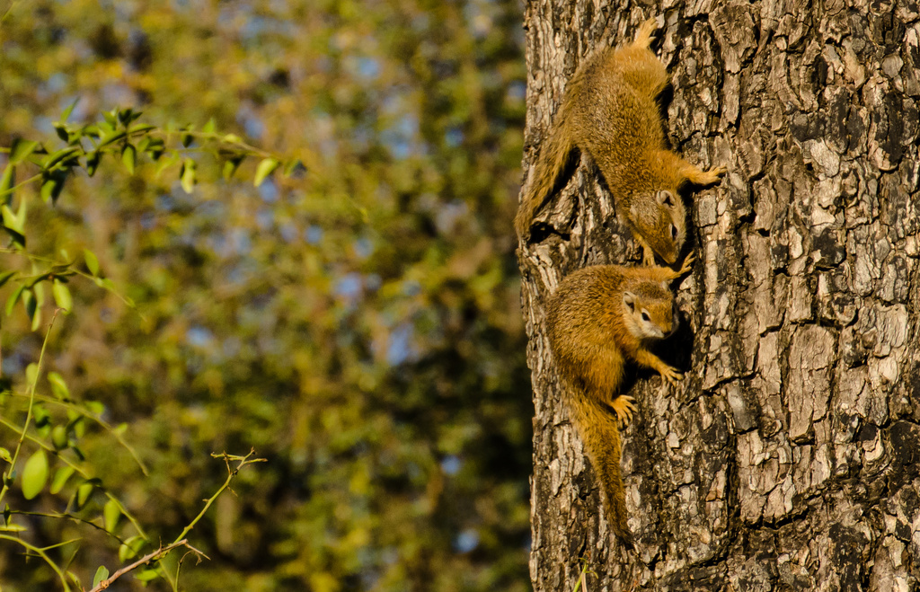 Tree Squirrel by salza