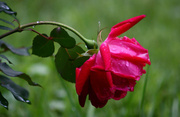 20th Jun 2014 - Red rose