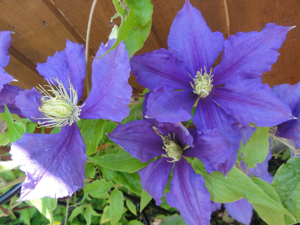 CLEMATIS by beryl
