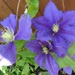 CLEMATIS by beryl