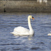 Swans by gardencat