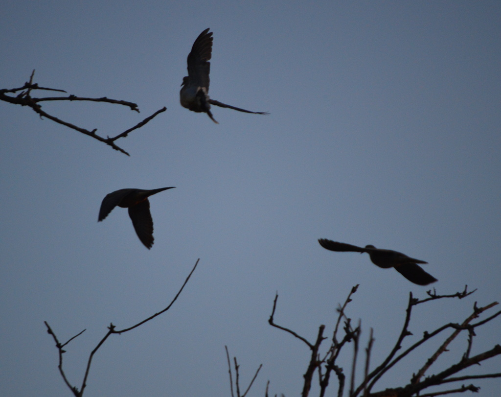 Dove Trio in Flight by kareenking