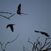 Dove Trio in Flight by kareenking