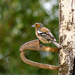 Common chaffinch - 20-06 by barrowlane