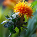 Safflower by leonbuys83