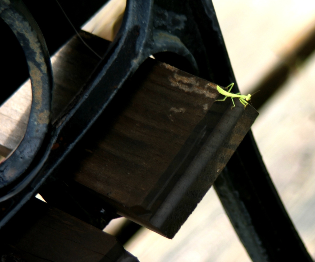 Miniature Mantis... by bellasmom