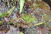 17th Jun 2014 - Watering the Frog