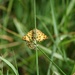  Speckled Yellow Moth   by judithdeacon