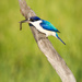 Forest Kingfisher by bella_ss