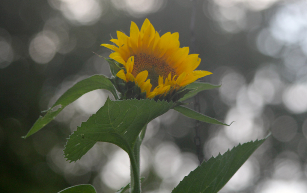 Volunteer sunflower  by randystreat