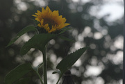 20th Jun 2014 - Volunteer sunflower view 2