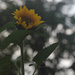 Volunteer sunflower view 2 by randystreat