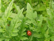 20th Jun 2014 - Garden Friend