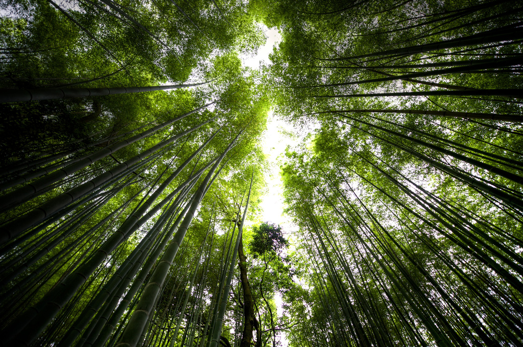 Looking Up in the Bamboo Grove by taffy