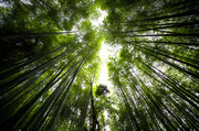 8th Jun 2014 - Looking Up in the Bamboo Grove