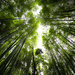 Looking Up in the Bamboo Grove by taffy