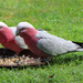 The Galahs Are Back by terryliv