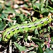 Large Green Spotted Caterpillar by harbie