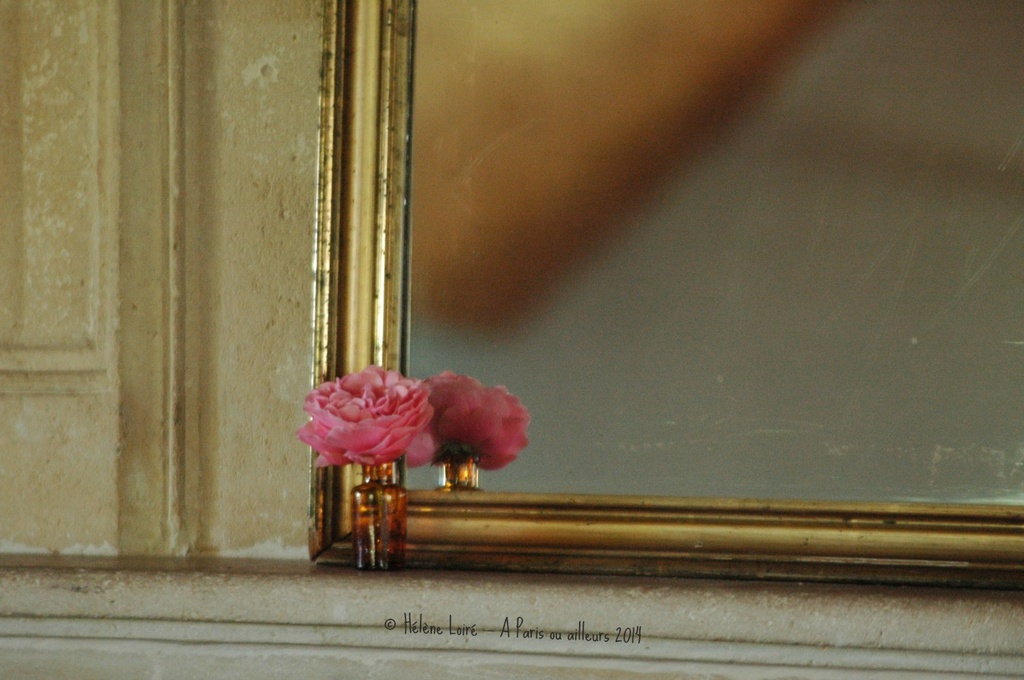 One tiny rose  by parisouailleurs