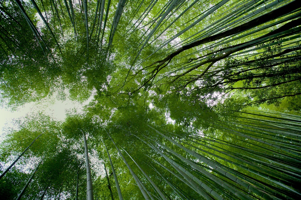 Arashiyama Bamboo Grove by jyokota