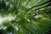 10th Jun 2014 - Arashiyama Bamboo Grove