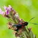 21st June 2014 - Six spot burnet moth by pamknowler