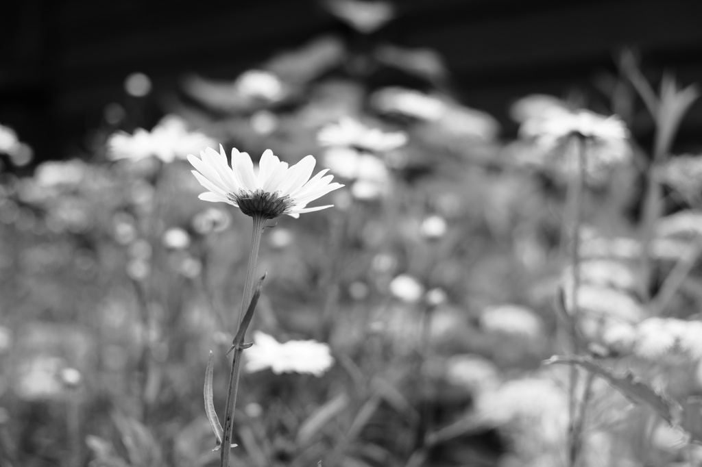 Daisies in Monochrome by tosee