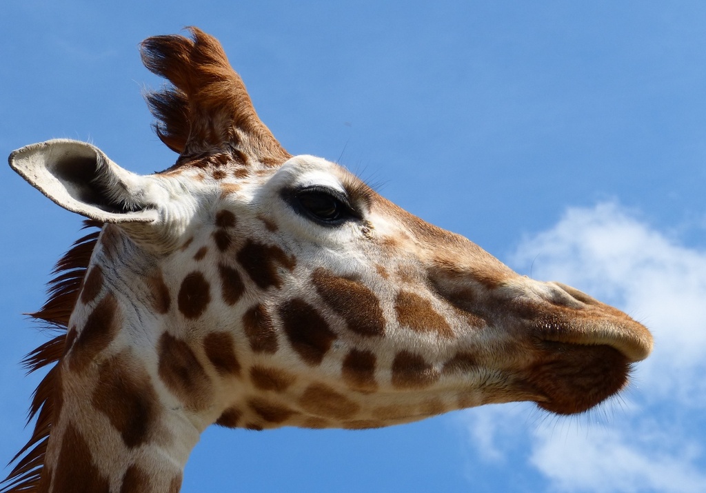 for World Giraffe Day by quietpurplehaze