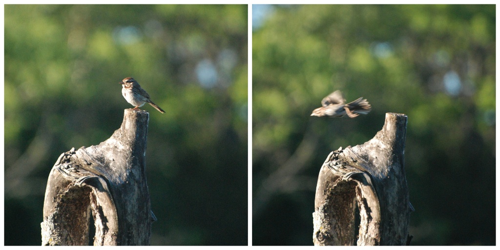 Take-off, eh! by farmreporter