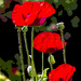 21st June 2014 - Poppies by pamknowler