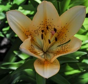 21st Jun 2014 - Day Lily