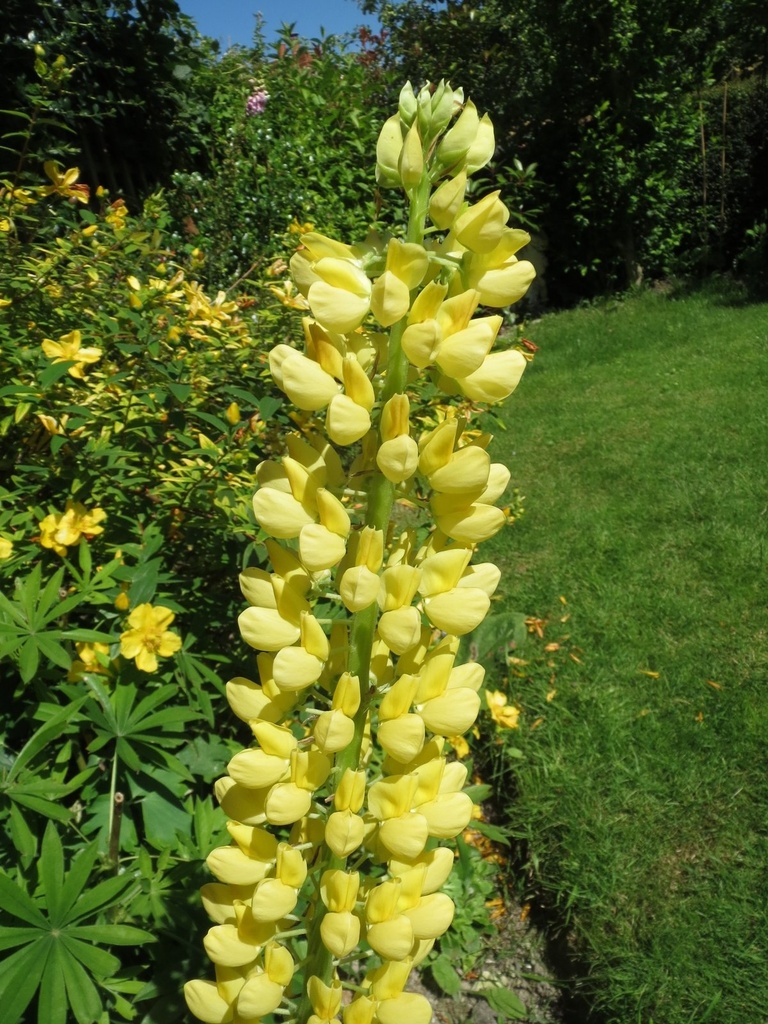Yellow Lupin.  by foxes37