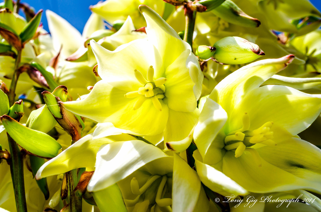 Yuca Flowers by tonygig