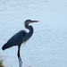 Heron on the Beach by rminer