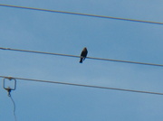 21st Jun 2014 - Bird on a wire