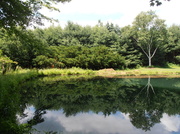 21st Jun 2014 - Pond