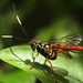 Ichneumon Wasp by mzzhope