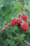 21st Jun 2014 - Blackberries turning