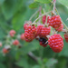 Blackberries turning by randystreat