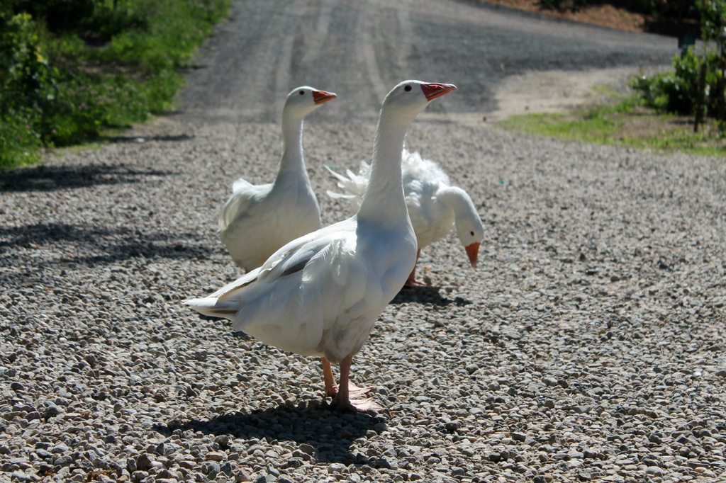 Three Geese Crossed the Road by lauriehiggins