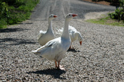 20th Jun 2014 - Three Geese Crossed the Road