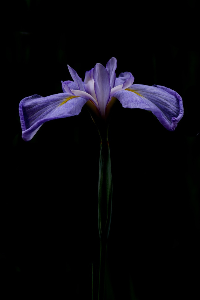 Iris from Meiji Garden by taffy
