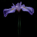 Iris from Meiji Garden by taffy
