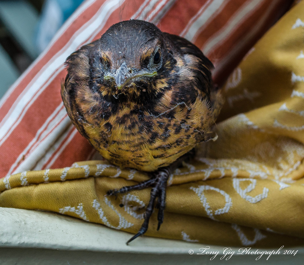 Baby Blackbird by tonygig